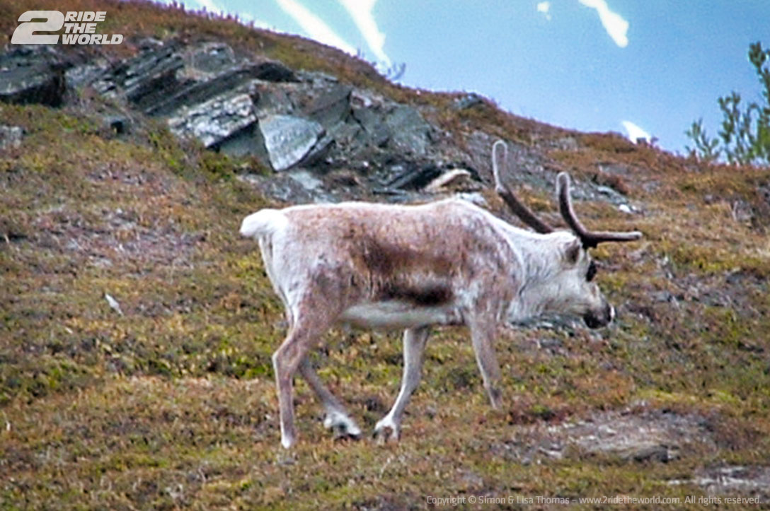 reindeer 2
